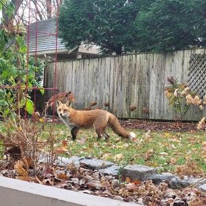 Meet your Posher, Peter